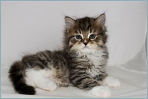 Male Siberian Kitten from Deedlebug Siberians